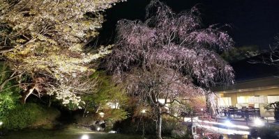昭和の森車屋 桜