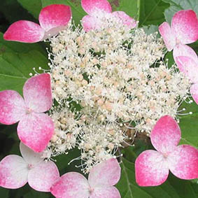紫陽花 くれない