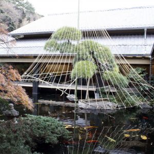 隠れ里車屋 雪吊 隠れ里車屋 雪吊