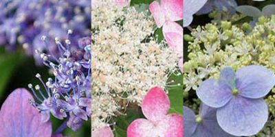 紫陽花（伊予の十字星・くれない・瀬戸の月）
