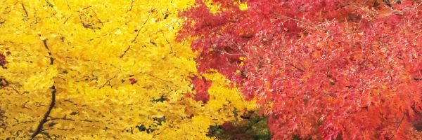 秋 紅葉 河口湖もみじ回廊