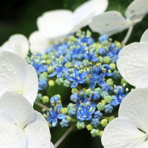 紫陽花（隠れ里）