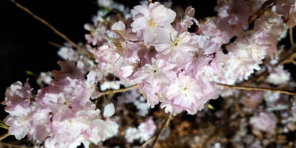 Zenzero 夜桜