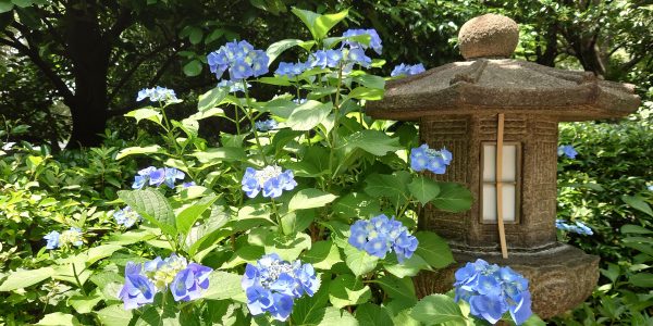 紫陽花（昭和の森車屋）