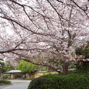 隠れ里車屋　玄関　桜