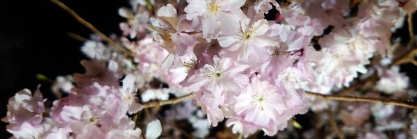 夜桜(隠れ里;Zenzero)