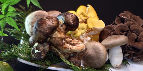 木ノ子色々（美食コース　秋　Zenzero）